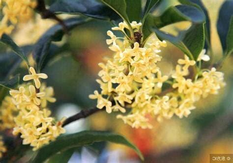 門口桂花風水|【桂花 風水】桂花樹的風水禁忌有哪些 